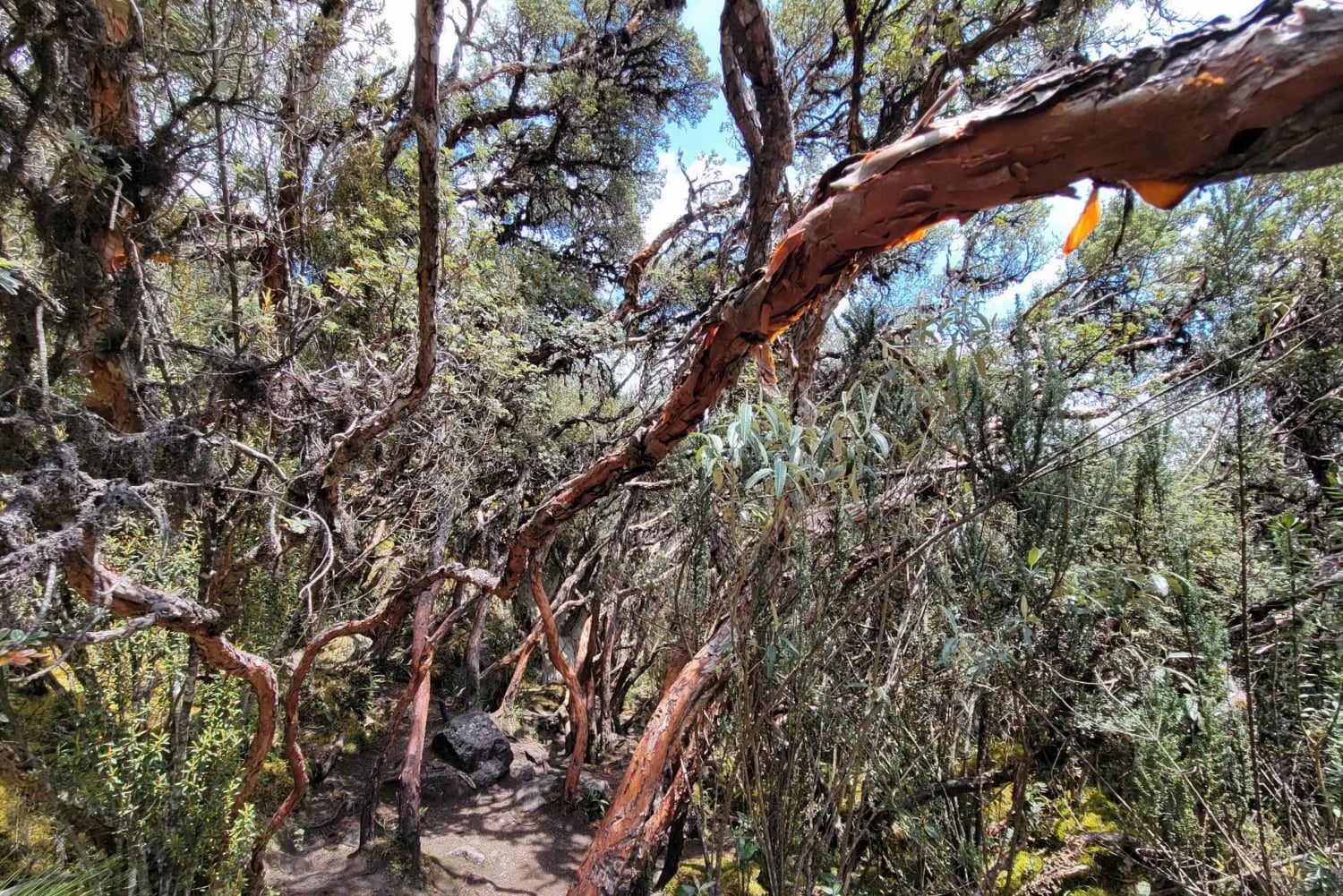 استكشف كوينكا في جولة لمدة يومين تشمل كاخاس وإنغابيركا