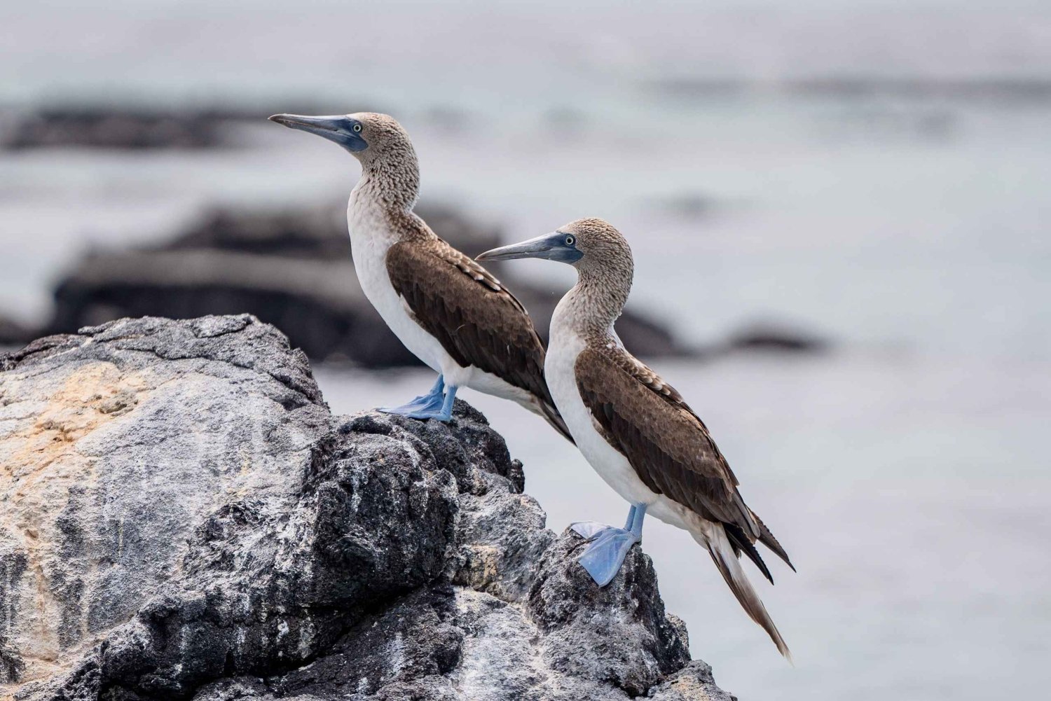 Utforska Cabo Rosas tunnlar på Isabela: snorkling, fauna och landskap