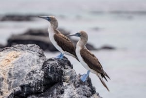 Verken de tunnels van Cabo Rosa op Isabela: snorkelen, fauna en landschappen
