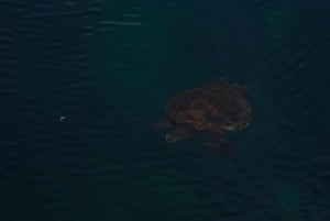 Verken de tunnels van Cabo Rosa op Isabela: snorkelen, fauna en landschappen