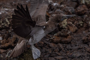 Verken de tunnels van Cabo Rosa op Isabela: snorkelen, fauna en landschappen