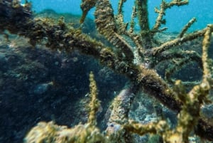 Verken de tunnels van Cabo Rosa op Isabela: snorkelen, fauna en landschappen