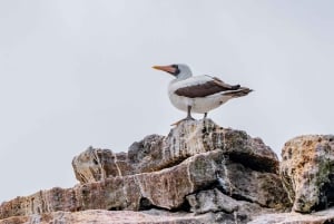 Verken de tunnels van Cabo Rosa op Isabela: snorkelen, fauna en landschappen