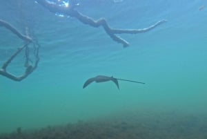 Verken de tunnels van Cabo Rosa op Isabela: snorkelen, fauna en landschappen