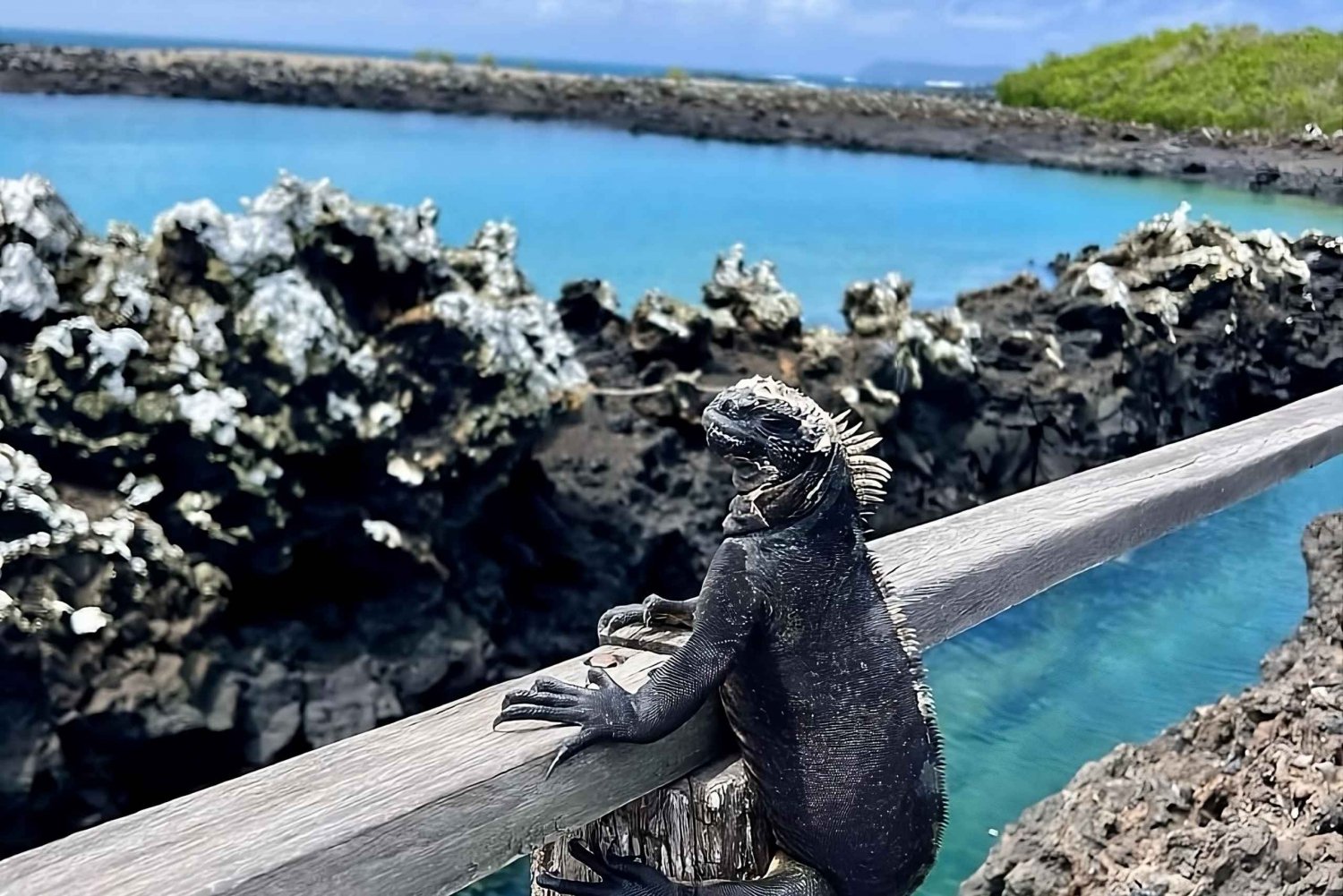 Explore the Natural Wonders of Isabela and Tintoreras Islet