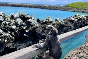 Explorez les merveilles naturelles d'Isabela et de l'îlot Tintoreras