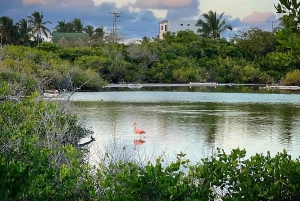 Explorez les merveilles naturelles d'Isabela et de l'îlot Tintoreras