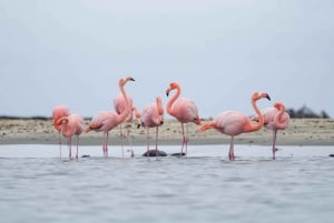 Floreana: Discover the First Inhabited Galapagos Island