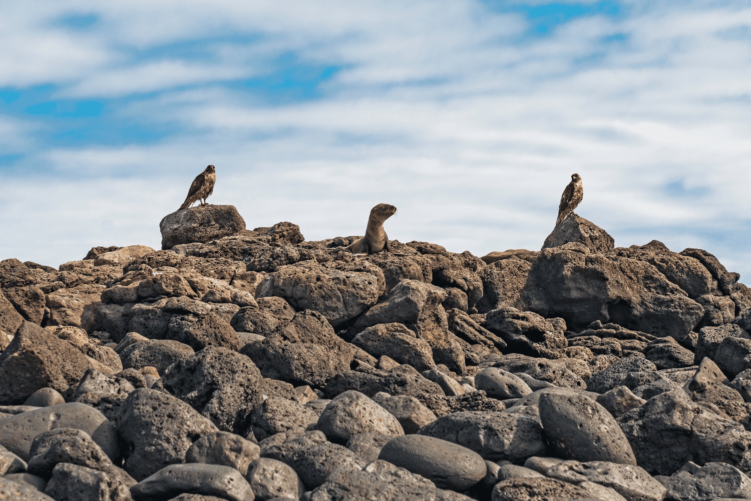 Fly Galápagos Tour único de 9 dias