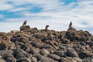 Fly Galapagos unike 9-dagers tur