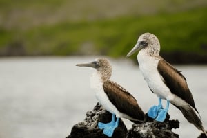 Fly Galapagos unike 9-dagers tur