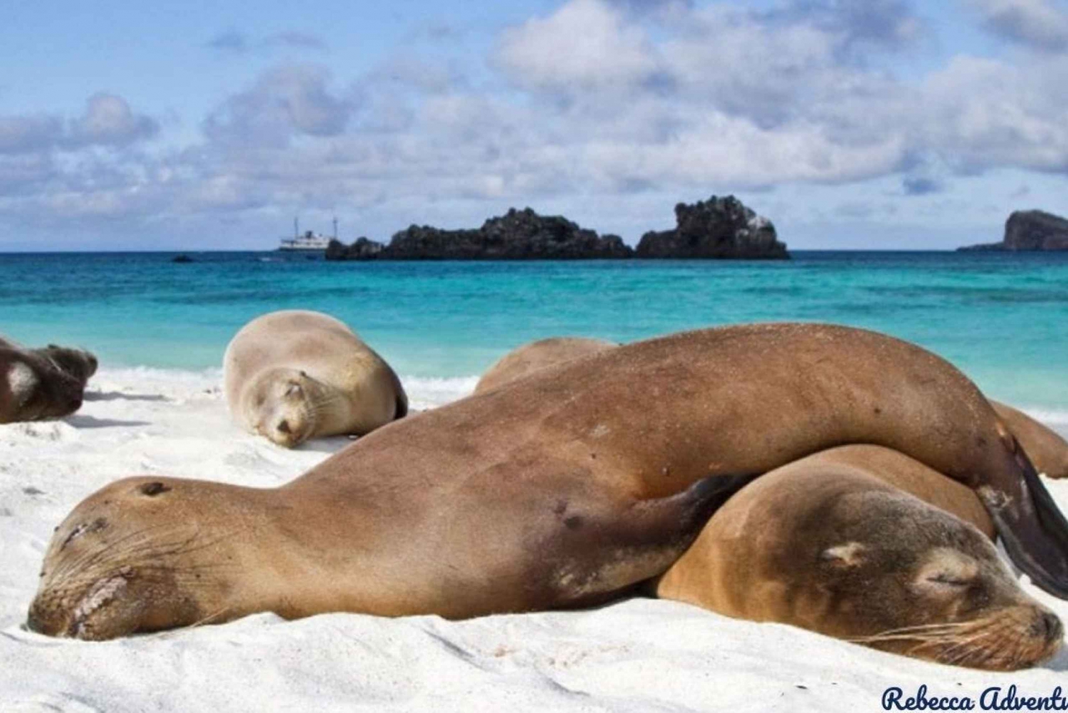 From Baltra: 6-Day Galapagos Island Hopping Tour w/ Lodging