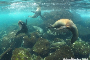 From Baltra: 6-Day Galapagos Island Hopping Tour w/ Lodging