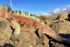 From Baltra: Galápagos Islands 5-Day Full-Board Nature Tour