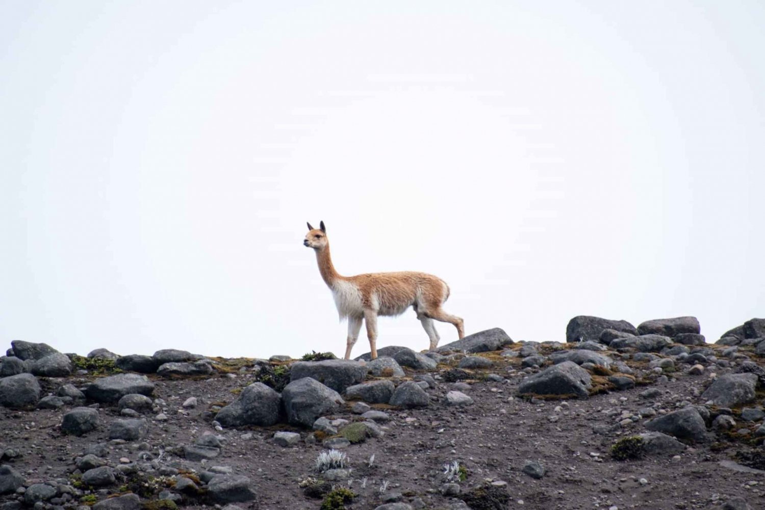 Von Baños aus: Tagestour zum Vulkan Chimborazo mit Mittagessen