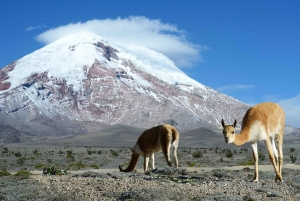 Fra Baños: Dagstur til vulkanen Chimborazo med lunsj