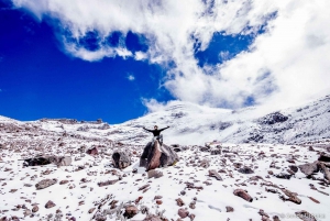 Fra Baños: Dagstur til vulkanen Chimborazo med lunsj