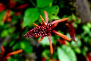 De Guayaquil: Excursão Privada Floresta Nublada/Cachoeiras e Almoço