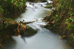 Z Guayaquil: Prywatna wycieczka do Cloud Forest / Waterfalls i lunch