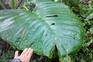 Au départ de Guayaquil : Visite privée de la forêt de nuages/chutes d'eau et déjeuner