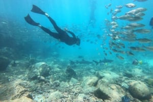 From Pto Ayora: Day tour to Floreana & Cormorant Point