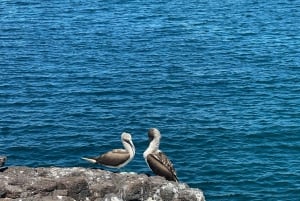 Depuis Puerto Ayora : Croisière commentée de Pinzon aux Galápagos