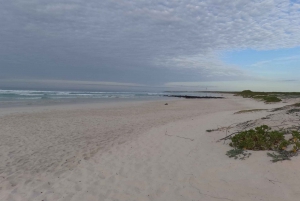 Depuis Puerto Ayora : Croisière commentée de Pinzon aux Galápagos