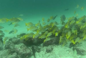 Depuis Puerto Ayora : Croisière commentée de Pinzon aux Galápagos