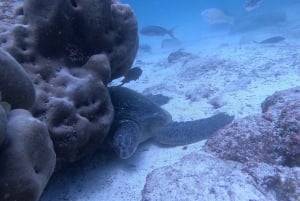 Depuis Puerto Ayora : Croisière commentée de Pinzon aux Galápagos