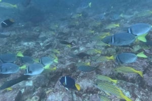 Depuis Puerto Ayora : Croisière commentée de Pinzon aux Galápagos