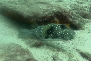 Depuis Puerto Ayora : Croisière commentée de Pinzon aux Galápagos