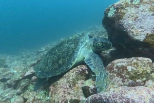 Depuis Puerto Ayora : Croisière commentée de Pinzon aux Galápagos