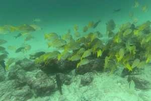 From Puerto Ayora: Pinzon day tour by Cruise in Galapagos