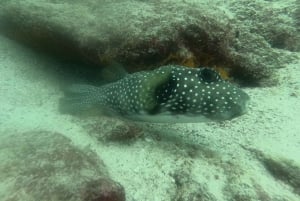 From Puerto Ayora: Pinzon day tour by Cruise in Galapagos