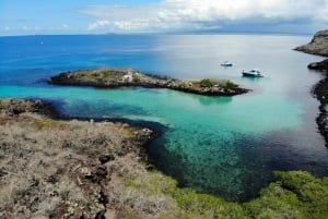 From Puerto Ayora: Pinzón & La Fé - full Snorkeling Tour