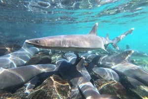 From Puerto Ayora: Pinzón & La Fé - full Snorkeling Tour