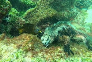 From Puerto Ayora: Pinzón & La Fé - full Snorkeling Tour