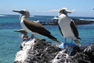 From Puerto Ayora: Pinzón & La Fé - full Snorkeling Tour