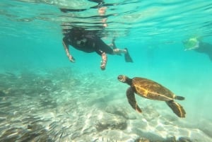 From Puerto Ayora: Pinzón & La Fé - full Snorkeling Tour