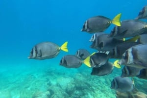 From Puerto Ayora: Pinzón & La Fé - full Snorkeling Tour