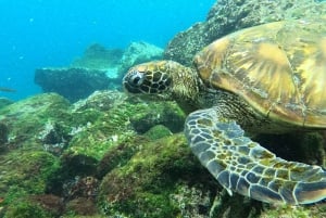 From Puerto Ayora: Pinzón & La Fé - full Snorkeling Tour