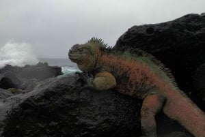 From Puerto Ayora: Pinzón & La Fé - full Snorkeling Tour