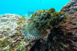 From Puerto Ayora: Pinzón & La Fé - full Snorkeling Tour