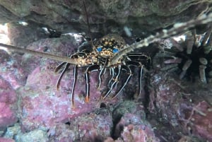 From Puerto Ayora: Pinzón & La Fé - full Snorkeling Tour