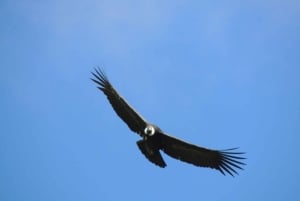 From Quito: Antisana and Condor Watching Guided Day Trip