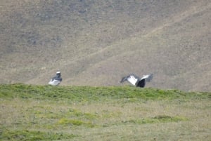 From Quito: Antisana and Condor Watching Guided Day Trip