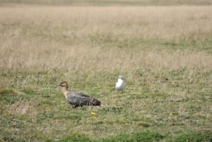 From Quito: Antisana and Condor Watching Guided Day Trip