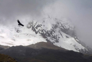 Antisana Volcano Private Tour: Condors & Andean birds Wat