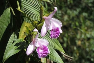 De Quito: Viagem de 1 dia a Baños e ao Alto Amazonas