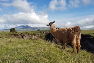 Fra Quito: Dagstur til Cotopaxi og Baños med frokost